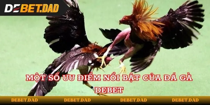 Một số ưu điểm nổi bật của đá gà tại Debet Một số ưu điểm nổi bật của đá gà tại Debet